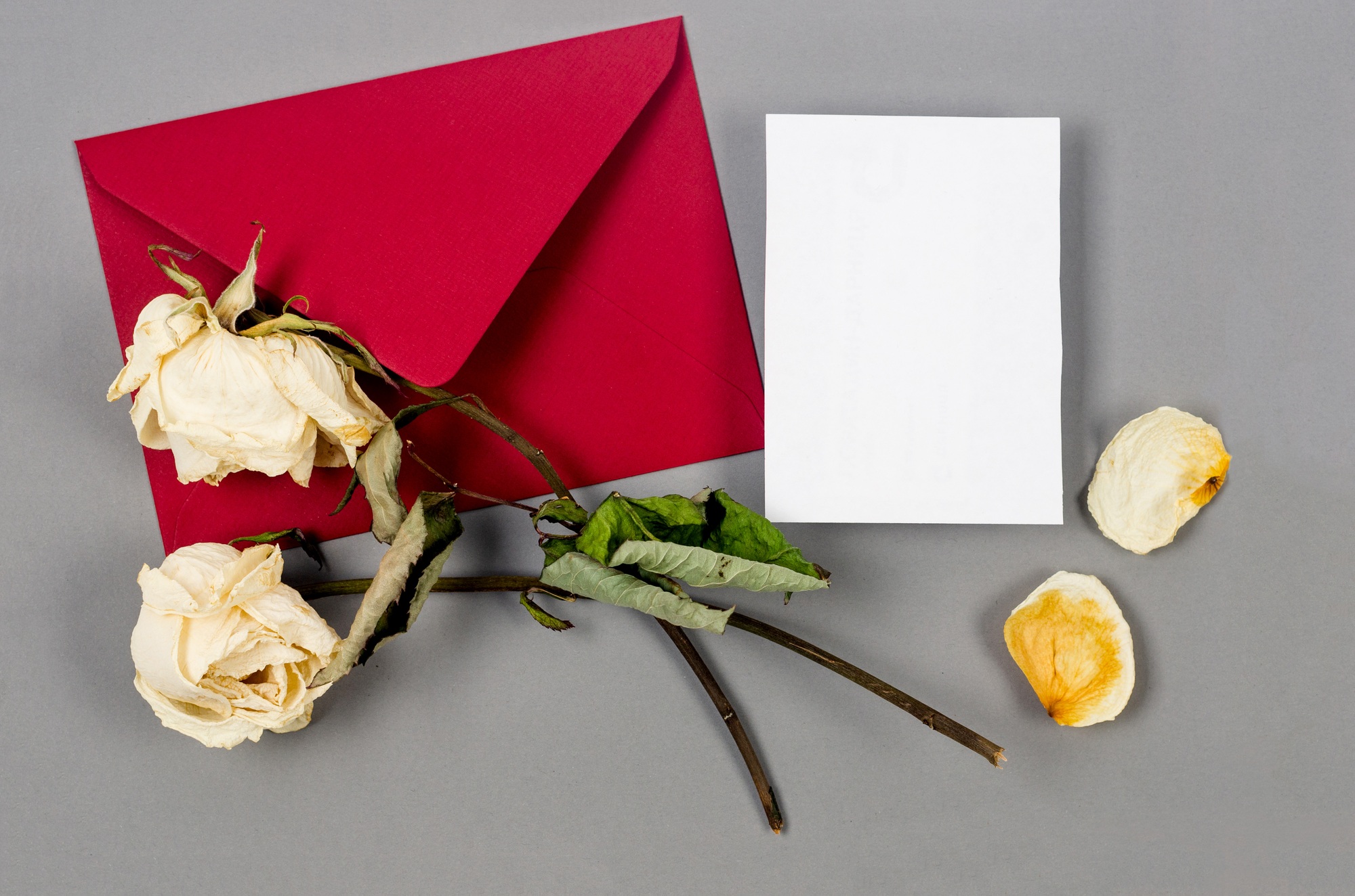 Two dried white roses with empty white blank.